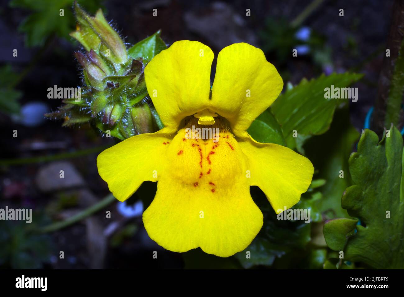 Mimulus guttatus (common yellow monkeyflower) grows along the banks of streams throughout much of western North America but introduced to many places. Stock Photo