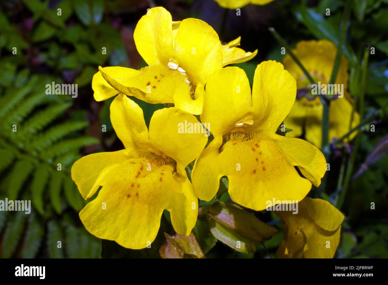 Mimulus guttatus (common yellow monkeyflower) grows along the banks of streams throughout much of western North America but introduced to many places. Stock Photo