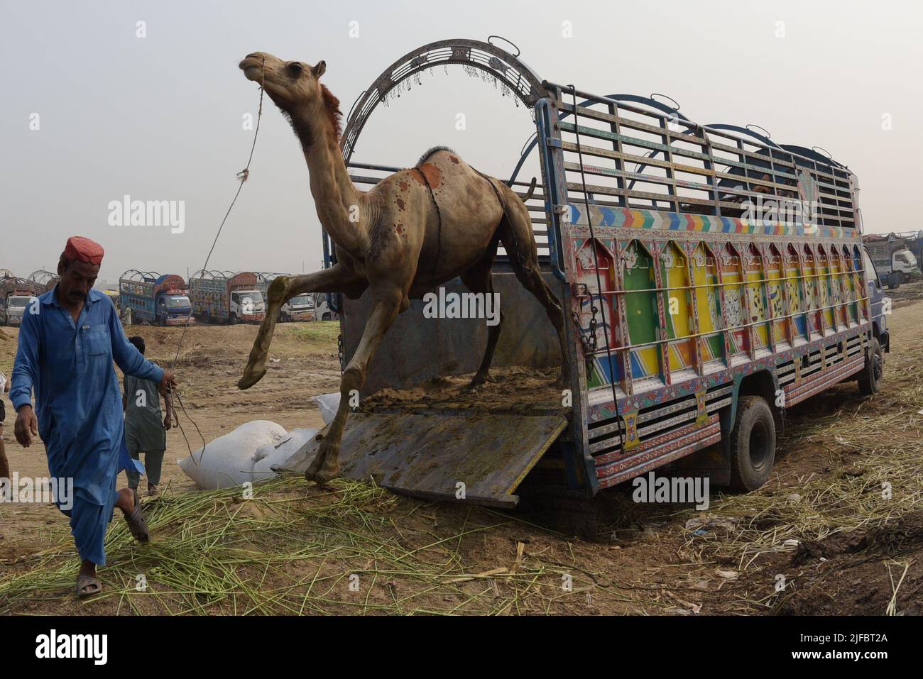 6/28/2022) Pakistani vendors display sacrificial animals at Shahpur Kanjran  animal market for the upcoming Eid ul-Adha in Lahore. Muslims around the  world will celebrate 'Eid ul-Adha', also known as the Festival of