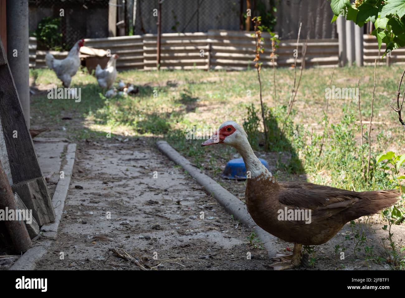 Indo duck. A young indo duck walks in the backyard in the shade. Stock Photo
