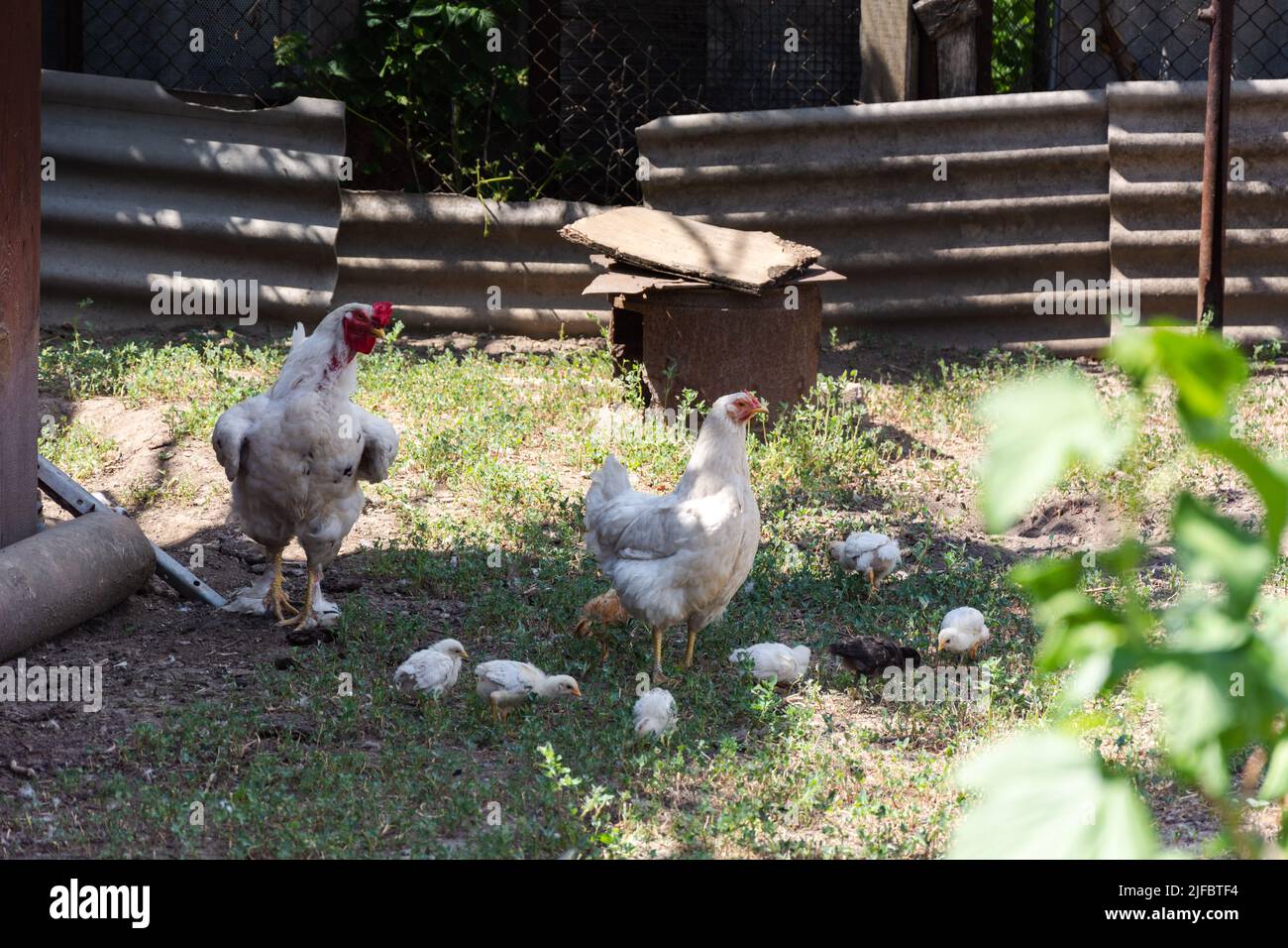 Rooster hen and chickens. Poultry chicken free range in the backyard of a small farm Stock Photo