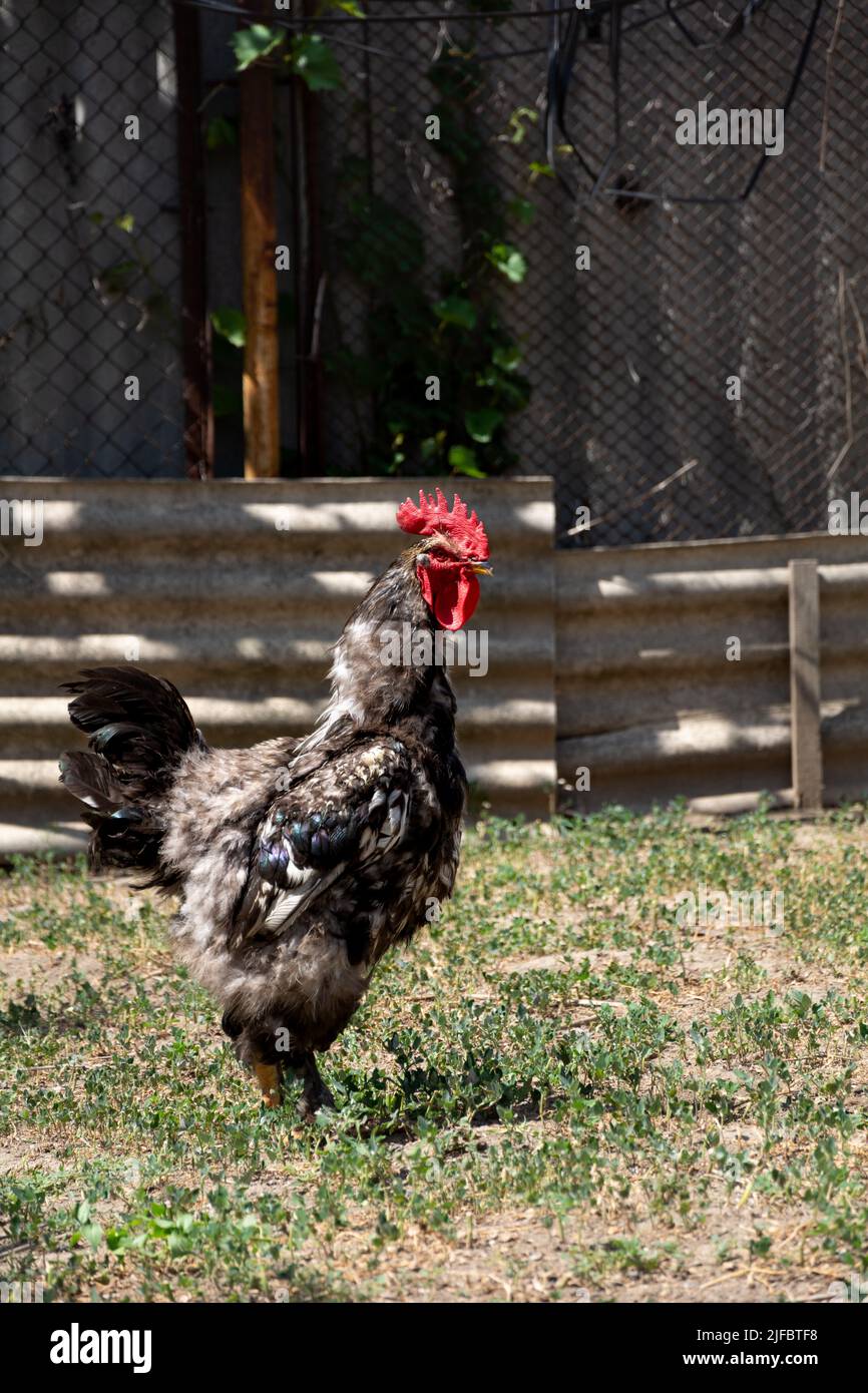 Rooster. Beautiful free range rooster, copy space Stock Photo