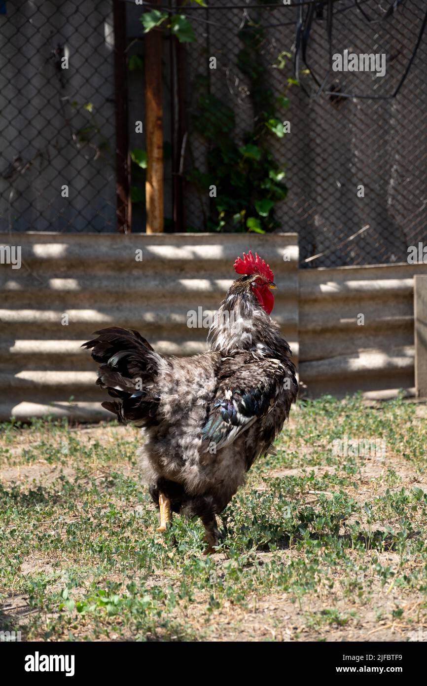 Rooster. Beautiful free range rooster Stock Photo