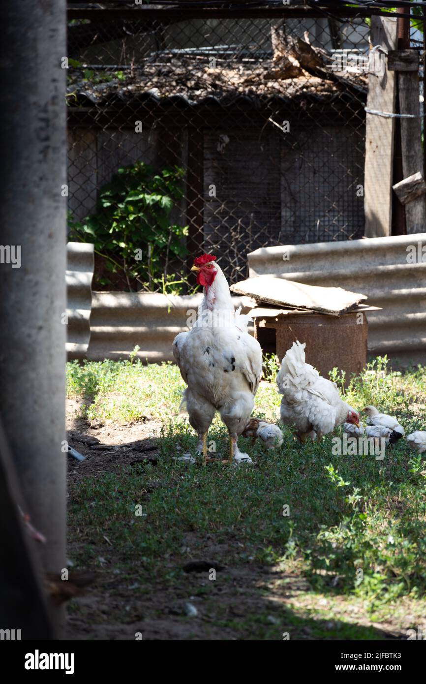 White rooster looks into the distance to the side. In the background, a white hen walks with a brood of chickens Stock Photo