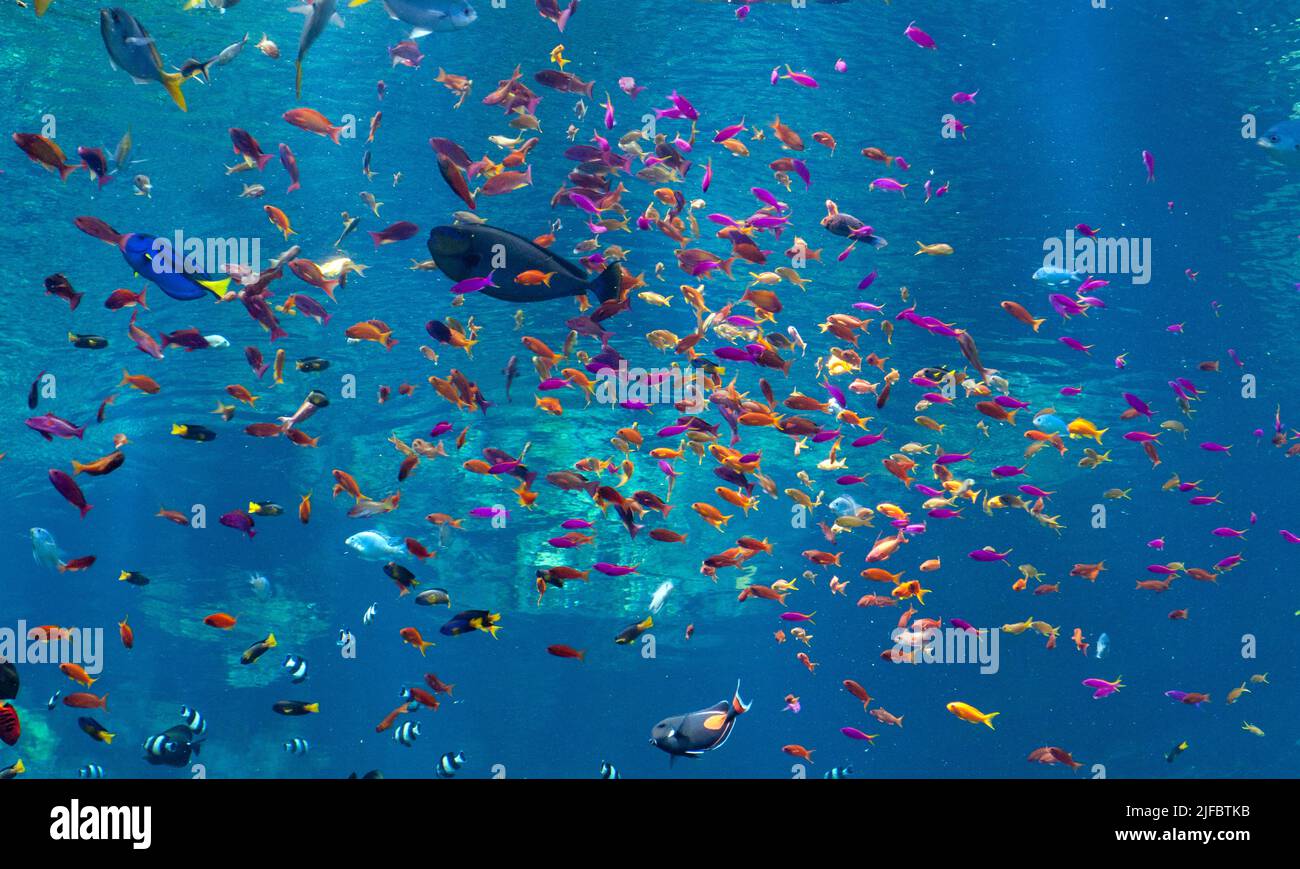 Fishes in the big tropical marine aquarium at Steinhart Aquarium