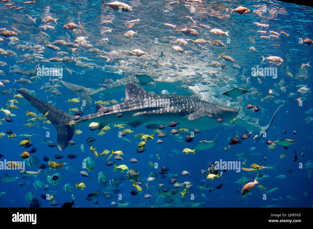 Whale Sharks (Rhincodon typus) in Aquarium, Atlanta, USA. Photo