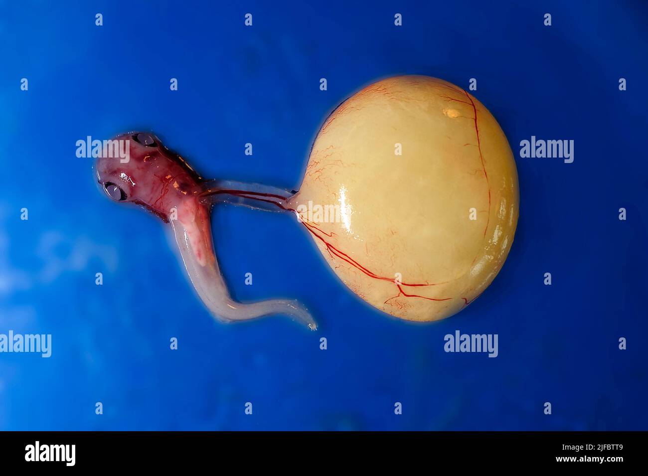 Embryo with yolk sac from the velvet belly lanternshark (Etmopterus spinax). Stock Photo