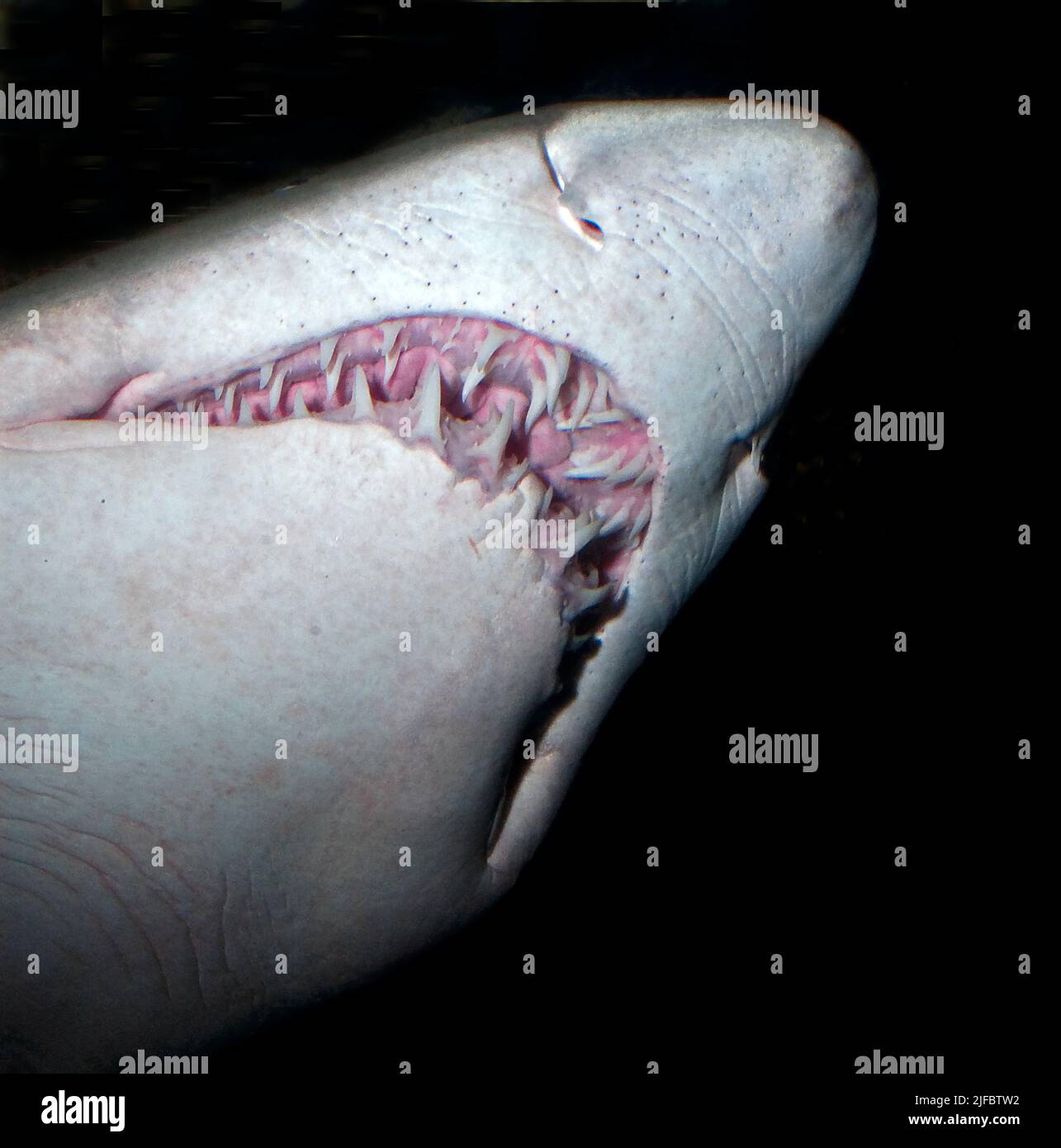 Sandtiger Shark, Carcharias taurus. Stock Photo
