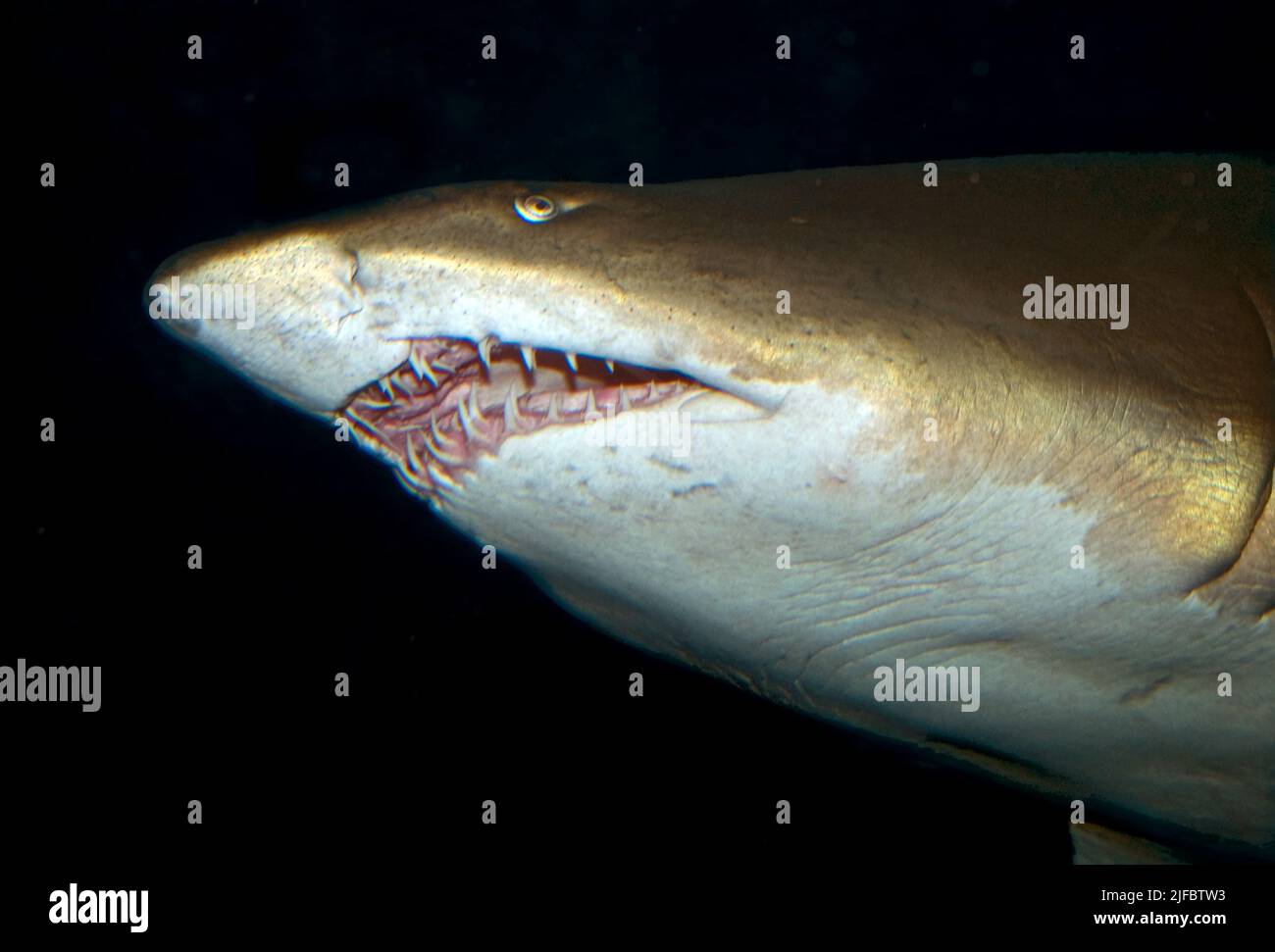 The mouth and head of a huge Sandtiger Shark, Carcharias taurus. Stock Photo