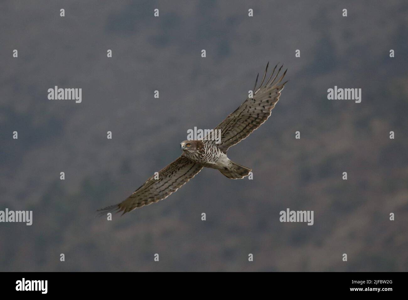 Migration of Short-Toed Snake-Eagles Stock Photo