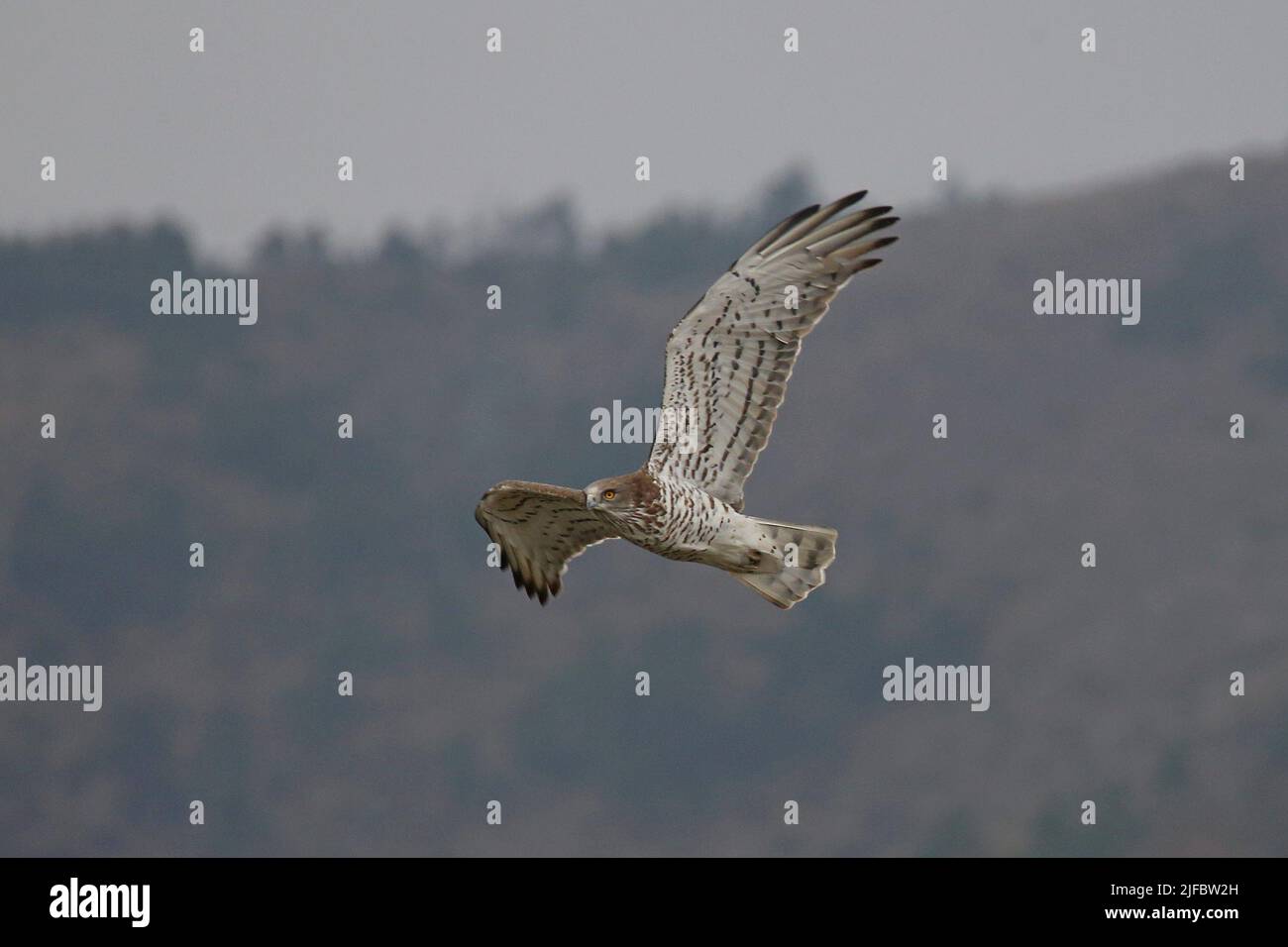 Migration of Short-Toed Snake-Eagles Stock Photo