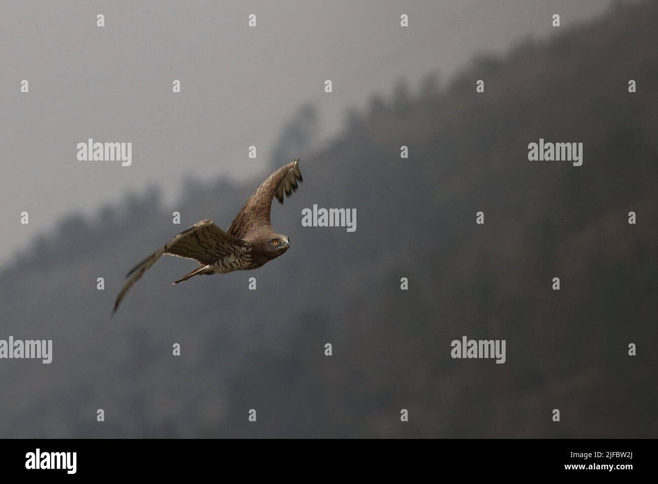 Migration of Short-Toed Snake-Eagles Stock Photo