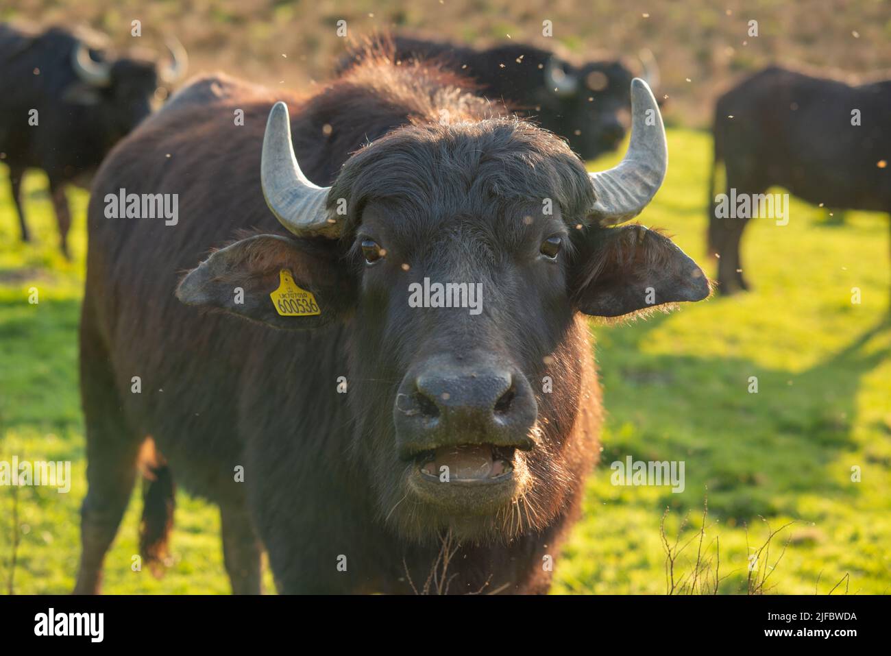 Asian water buffalo (Bubalus bubalis), Teifi Marshes, Welsh Wildlife Centre, Cilgerran, Pembrokeshire, Wales, UK Stock Photo