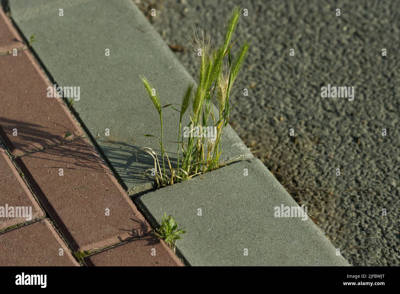 Grain spreading over a paved area. Stock Photo