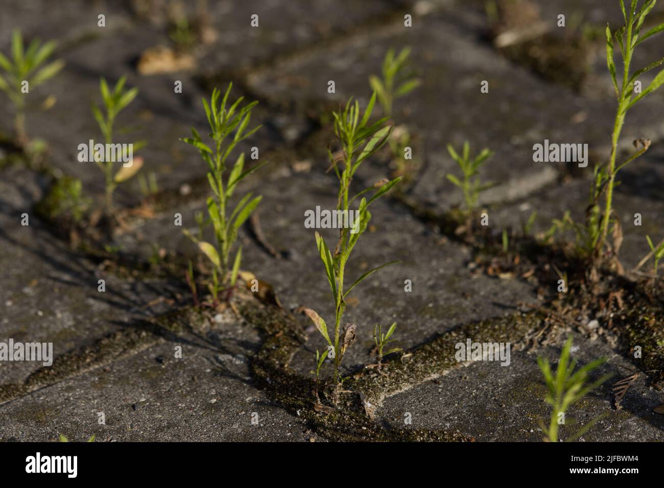Grain spreading over a paved area. Stock Photo