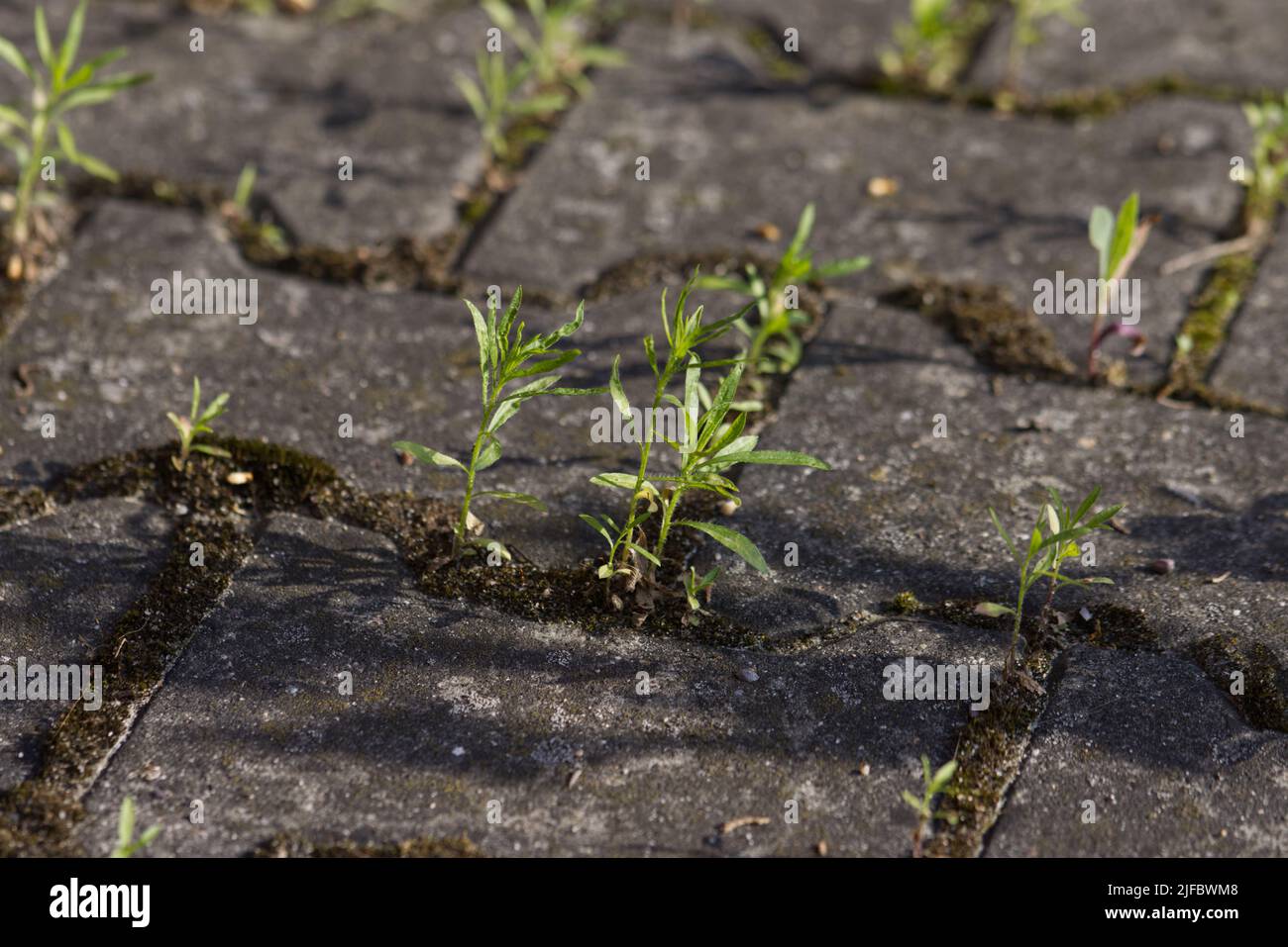 Grain spreading over a paved area. Stock Photo