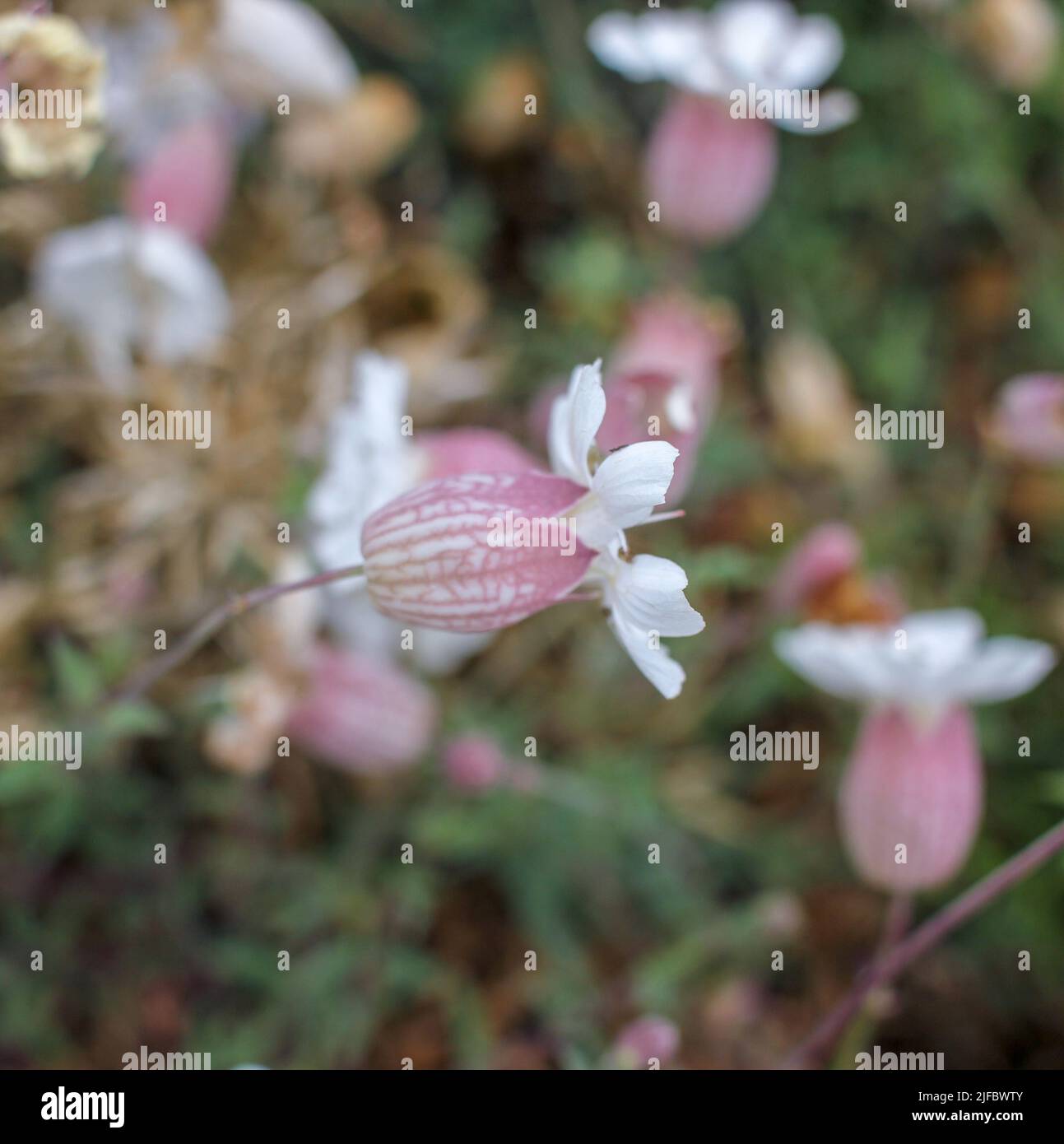 sea campion growing close to the coast in Galicia, Spain Stock Photo