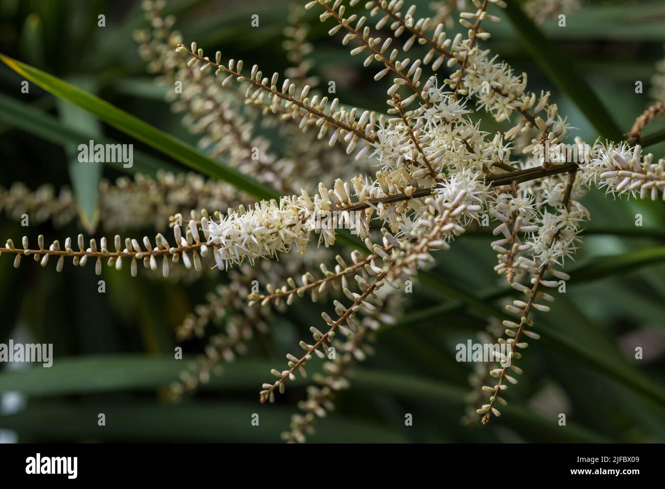 Blooming Cordyline australis, commonly known as cabbage tree or cabbage-palm. White inflorescence with buds of Cordyline australis palm, close up. Spa Stock Photo