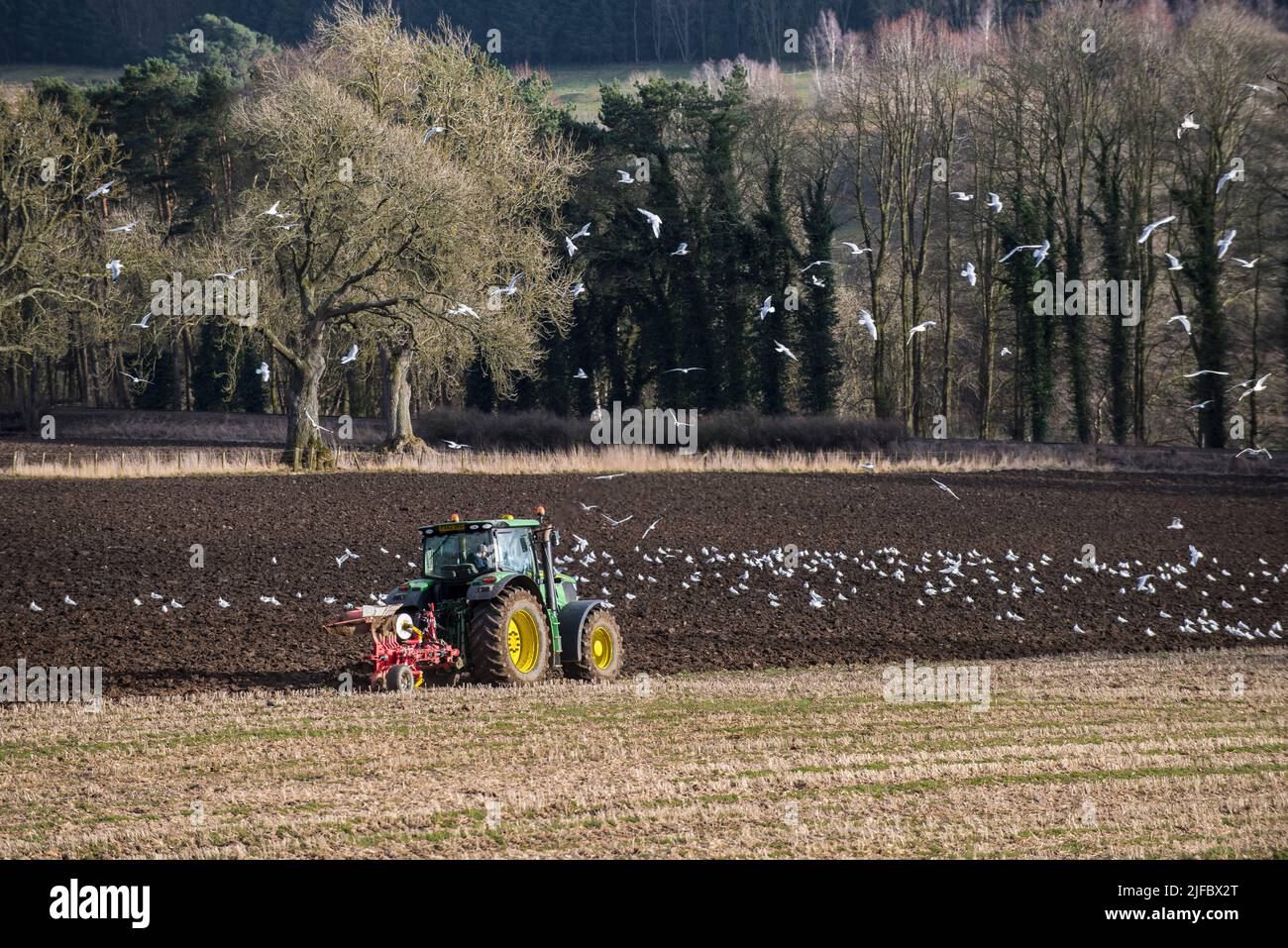 Green tractor with yellow wheels and red plough ploughing a stubble field with gulls wheeling and soaring around; backlit trees in the background. Stock Photo