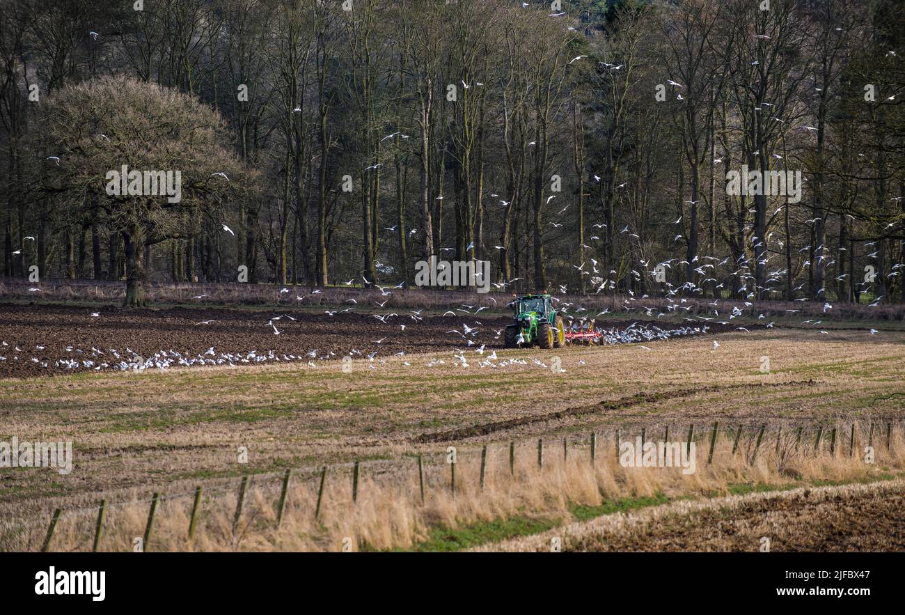 Green tractor with yellow wheels and red plough ploughing a stubble field with gulls wheeling and soaring around; backlit trees in the background. Stock Photo