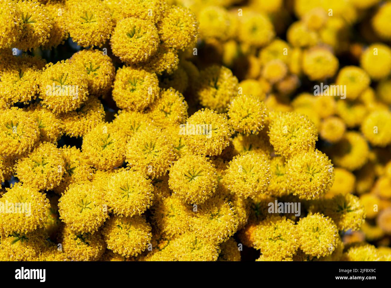 Santolina chamaecyparissus, known as cotton lavender or lavender-cotton Stock Photo
