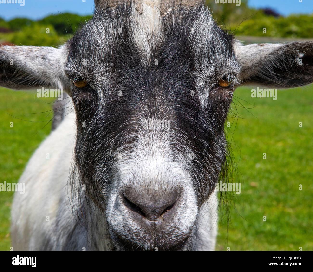 Goat Camera Goat staring at camera hi-res stock photography and images - Alamy
