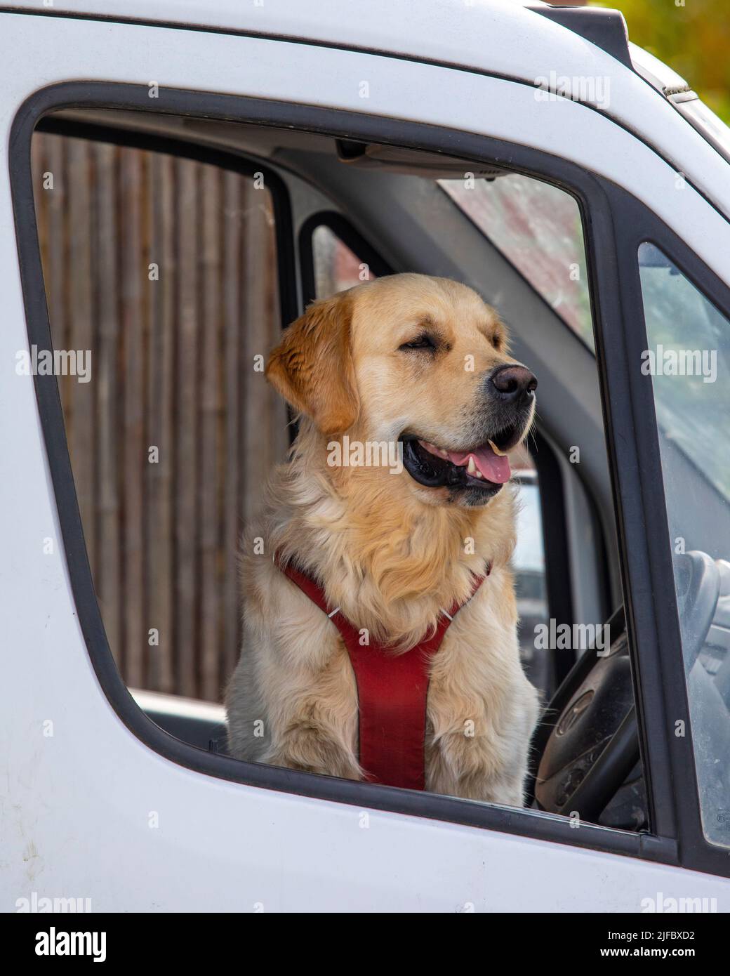 A dog looking out of a car window. Stock Photo