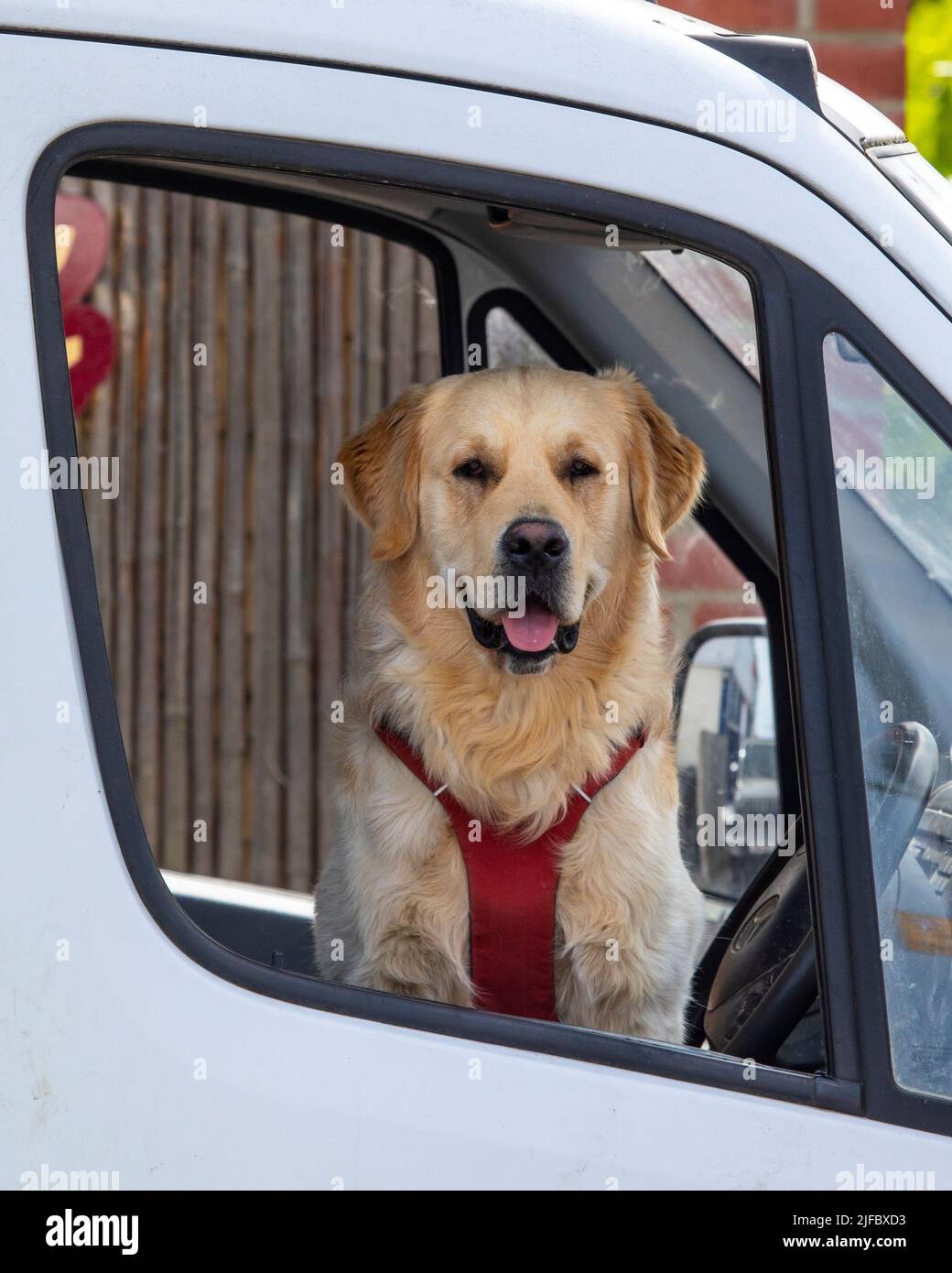 A dog looking out of a car window. Stock Photo