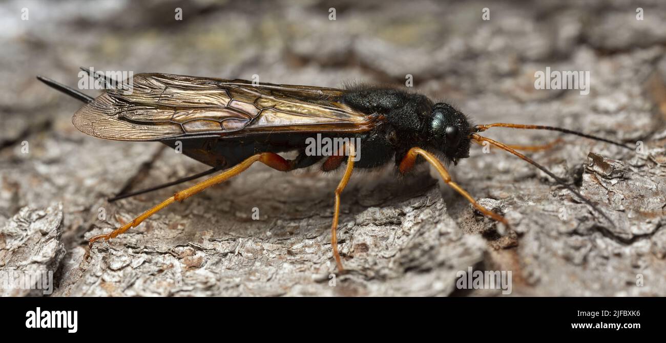 Steely-blue wood wasp, Sirex juvencus on fir bark, this insect can be a pest on coniferous wood Stock Photo