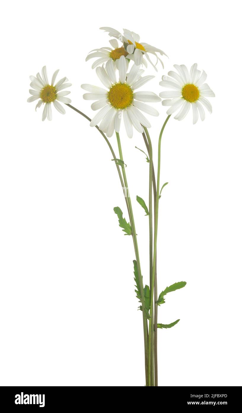 Blooming oxeye daisies, Leucanthemum vulgare isolated on white background Stock Photo