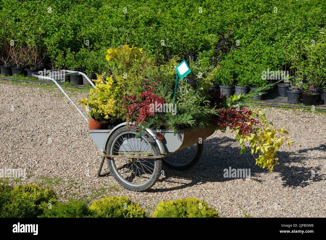 Shopping cart full of young garden plants in plastic pots, saplings of bushes, seedling of flowers in garden shop or at plant nursery. Stock Photo
