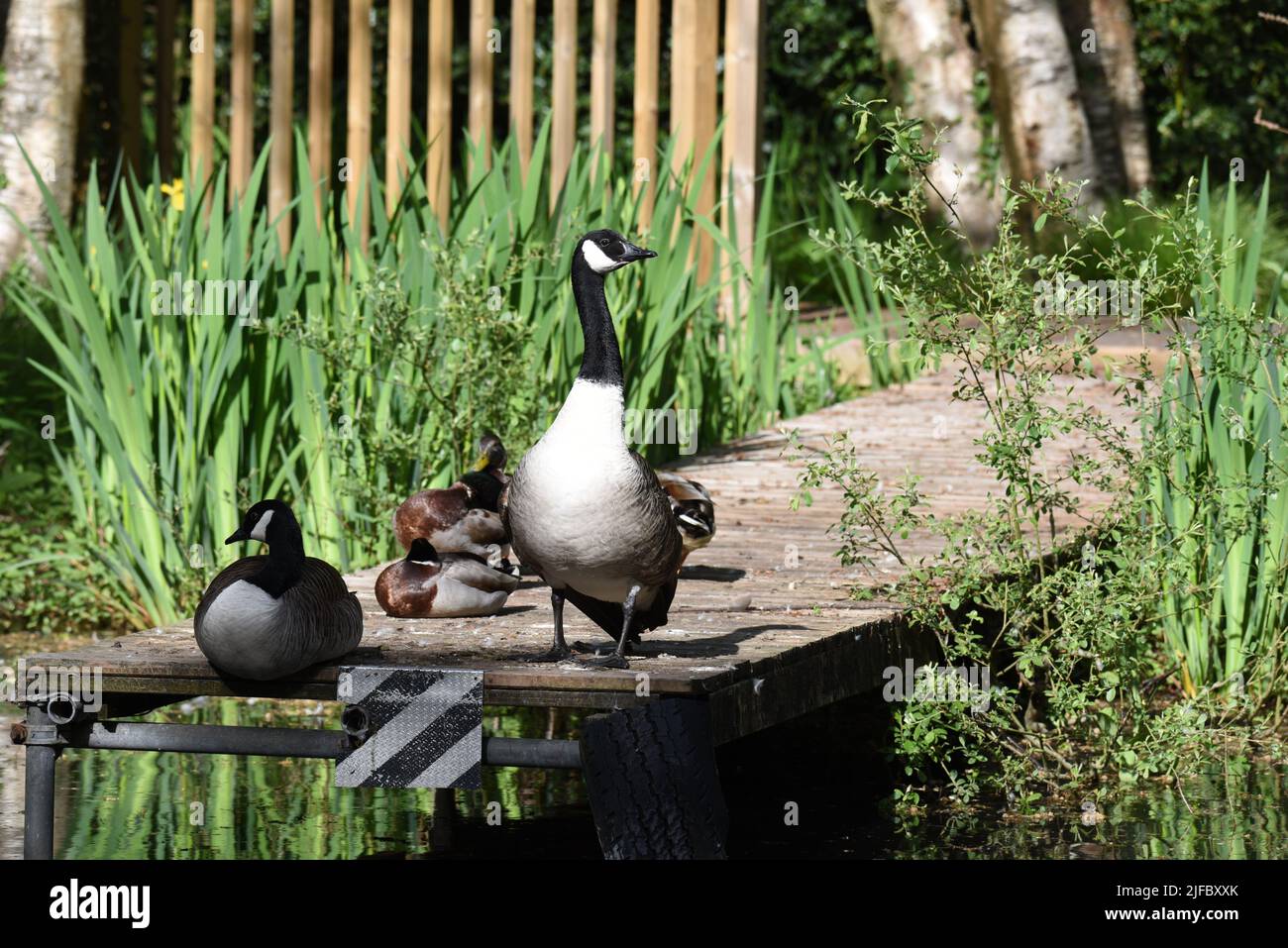 Geese and ducks relaxing in the sunshine along the beautiful Basingstoke Canal in Surrey Stock Photo