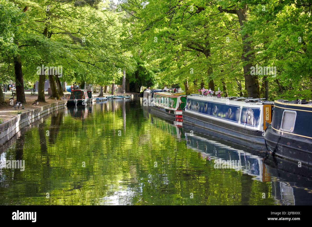 Boats moored along the beautiful Basingstoke Canal near Frimley Lodge Park Stock Photo
