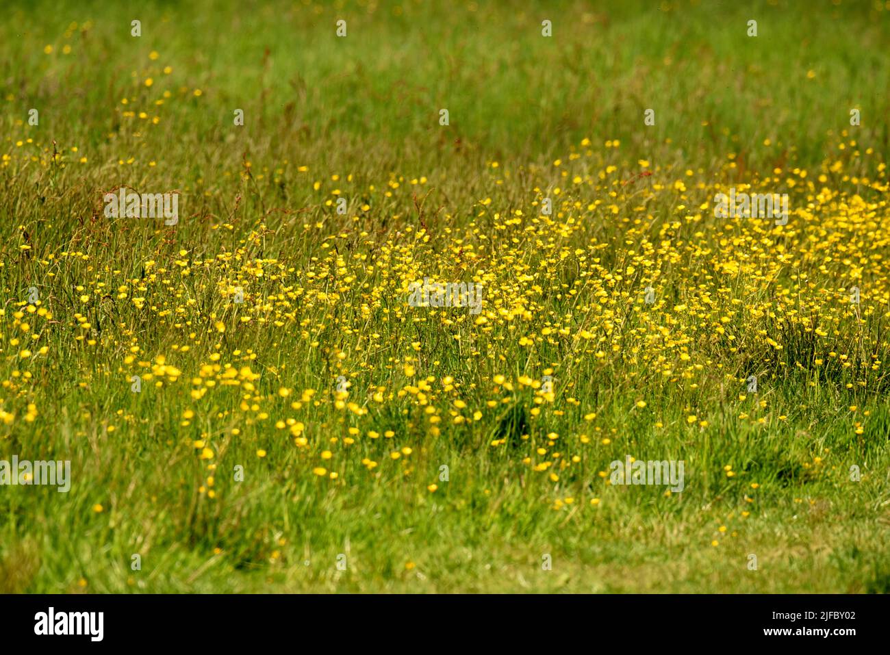 Beautiful buttercups in a meadow in Hampshire Stock Photo