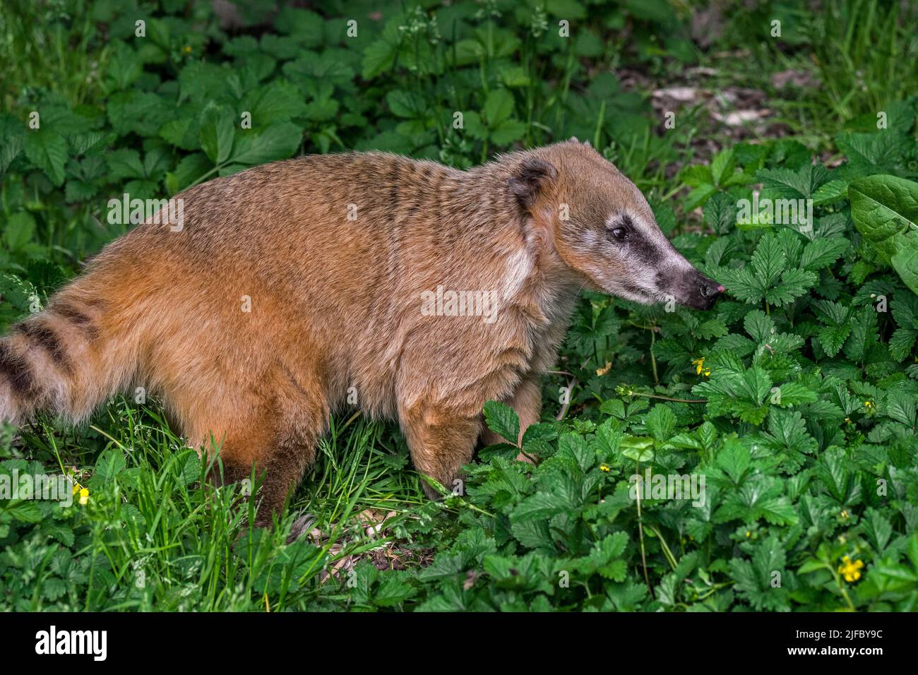 South American coati / ring-tailed coati (Nasua nasua / Viverra nasua) native to tropical and subtropical parts of South America Stock Photo