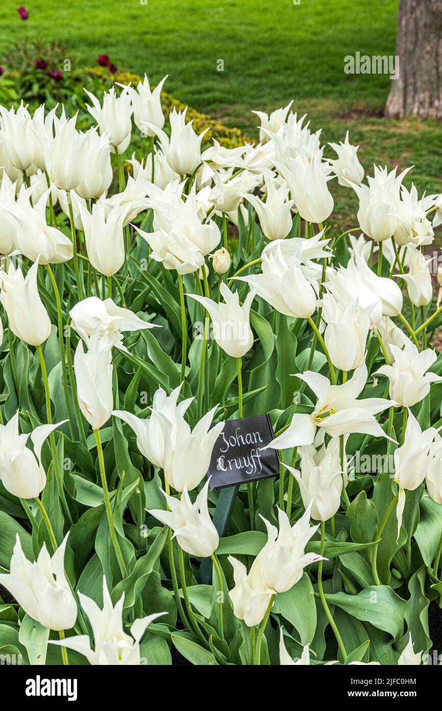 White Johan Cruyff tulips in a public park garden in Stockholm, Sweden Stock Photo
