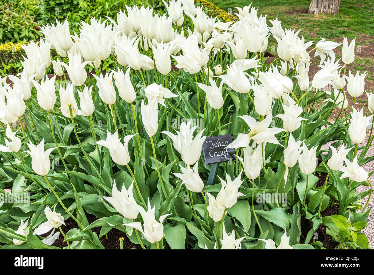 White Johan Cruyff tulips in a public park garden in Stockholm, Sweden Stock Photo