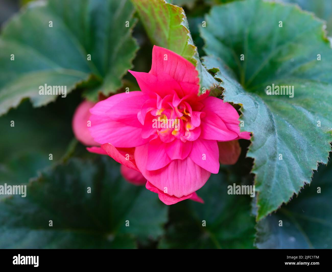 A close-up shot of a pink Begonia blooming. Stock Photo