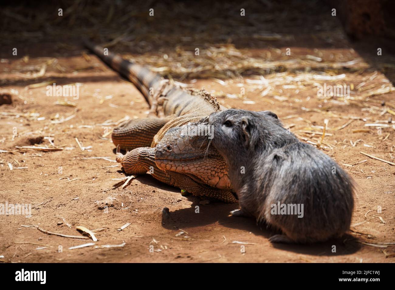 Friendship between iguana and guinea pig, Tenerife, Spain, Europe Stock Photo