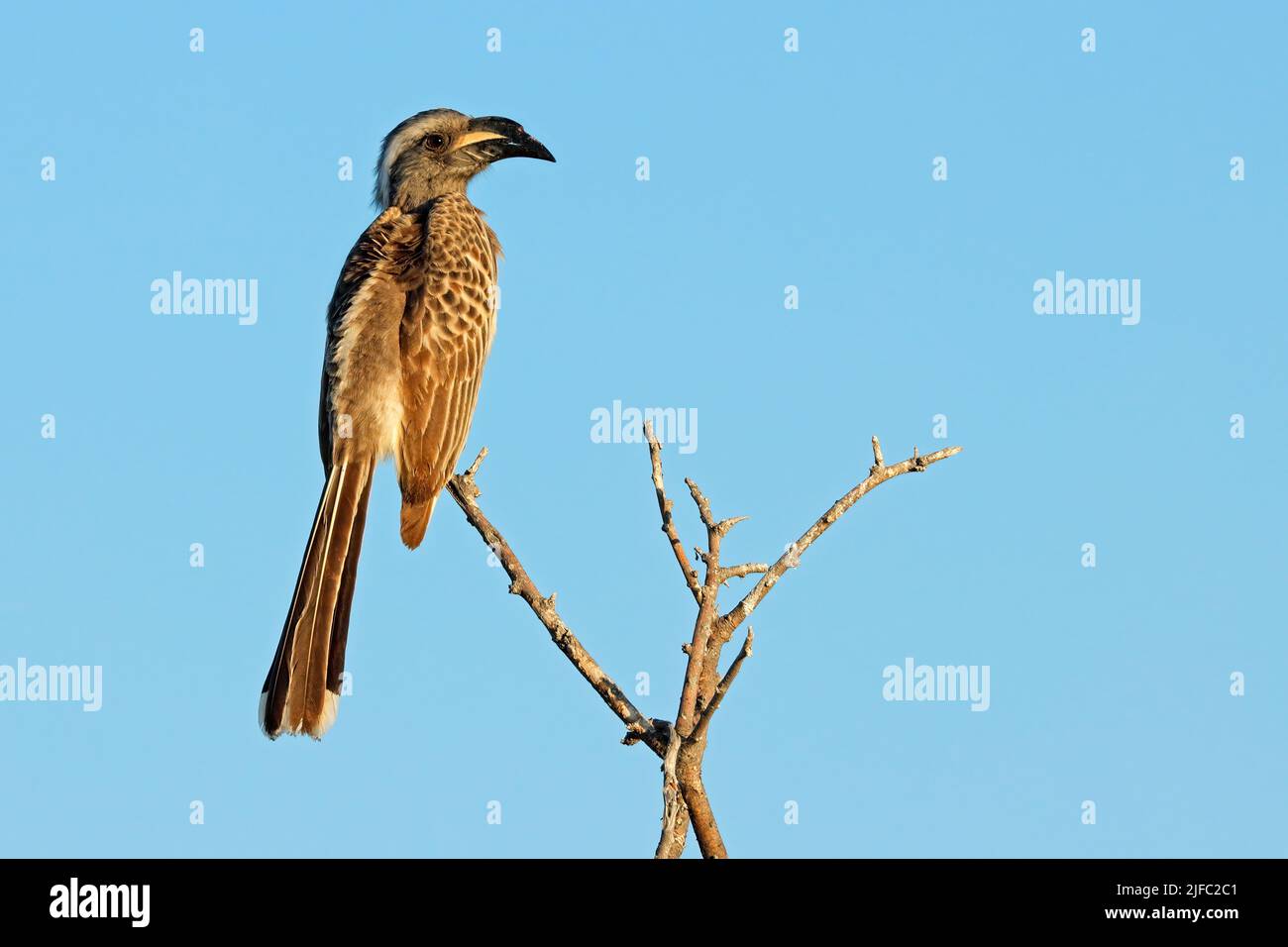 An African grey hornbill (Lophoceros nasutus) perched on a branch, Etosha National Park, Namibia Stock Photo