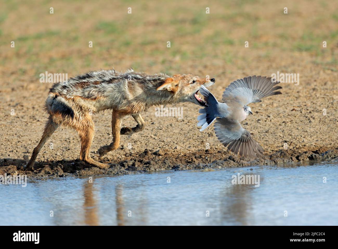 A black-backed jackal (Canis mesomelas) hunting a dove, Kalahari desert, South Africa Stock Photo