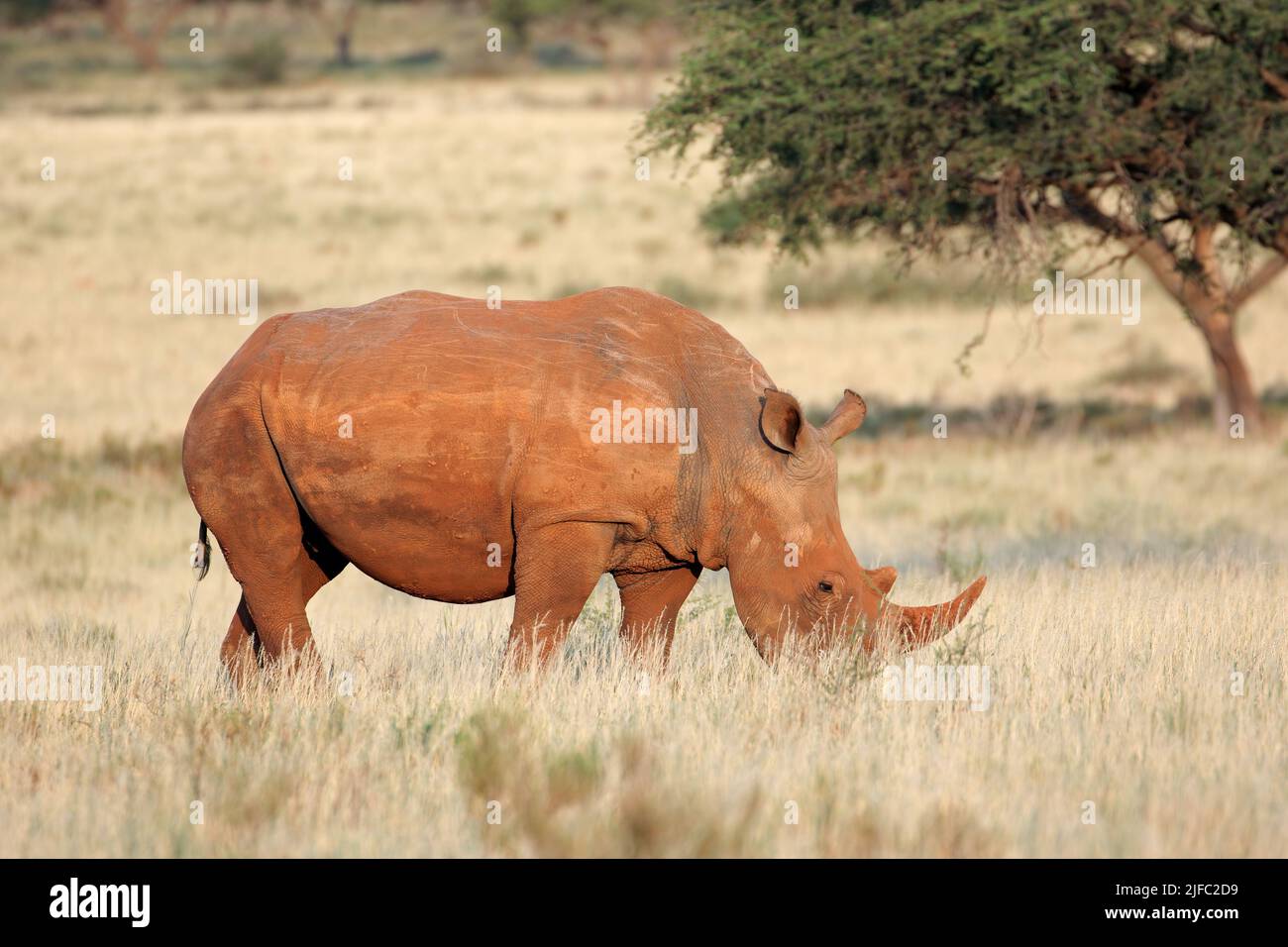 An endangered white rhinoceros (Ceratotherium simum) grazing in grassland, South Africa Stock Photo