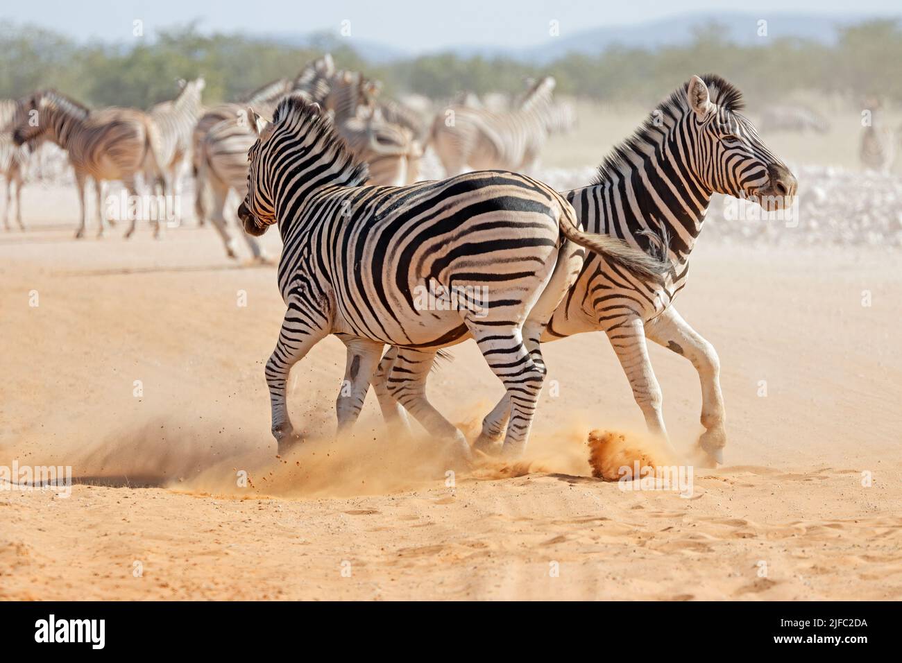 Two plains zebra stallions (Equus burchelli) fighting, Etosha National Park, Namibia Stock Photo