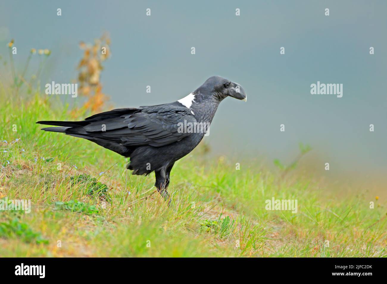 A white-necked raven (Corvus albicollis) sitting on green grass, South Africa Stock Photo