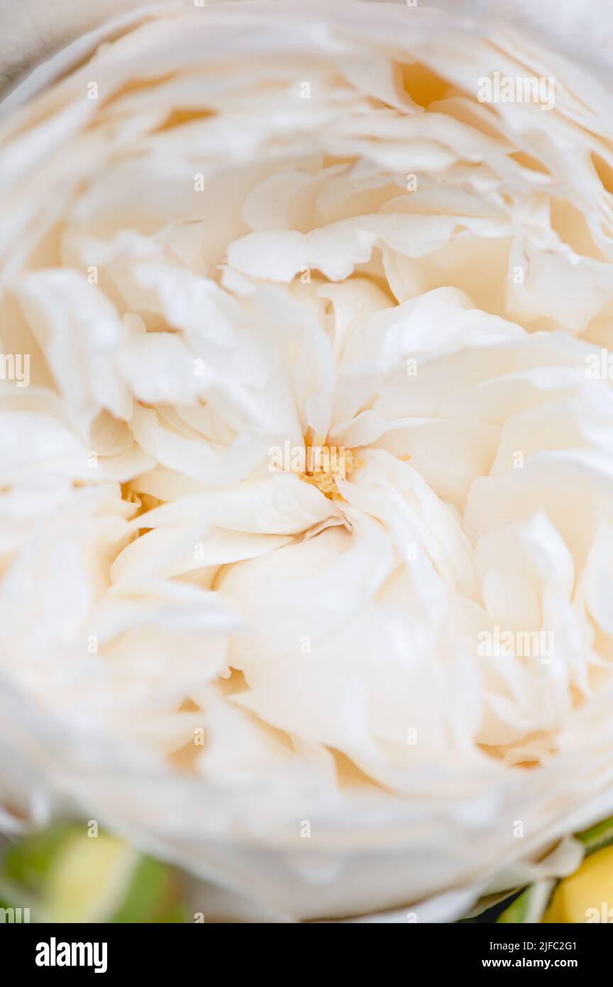 Macro shot of garden rose Stock Photo - Alamy
