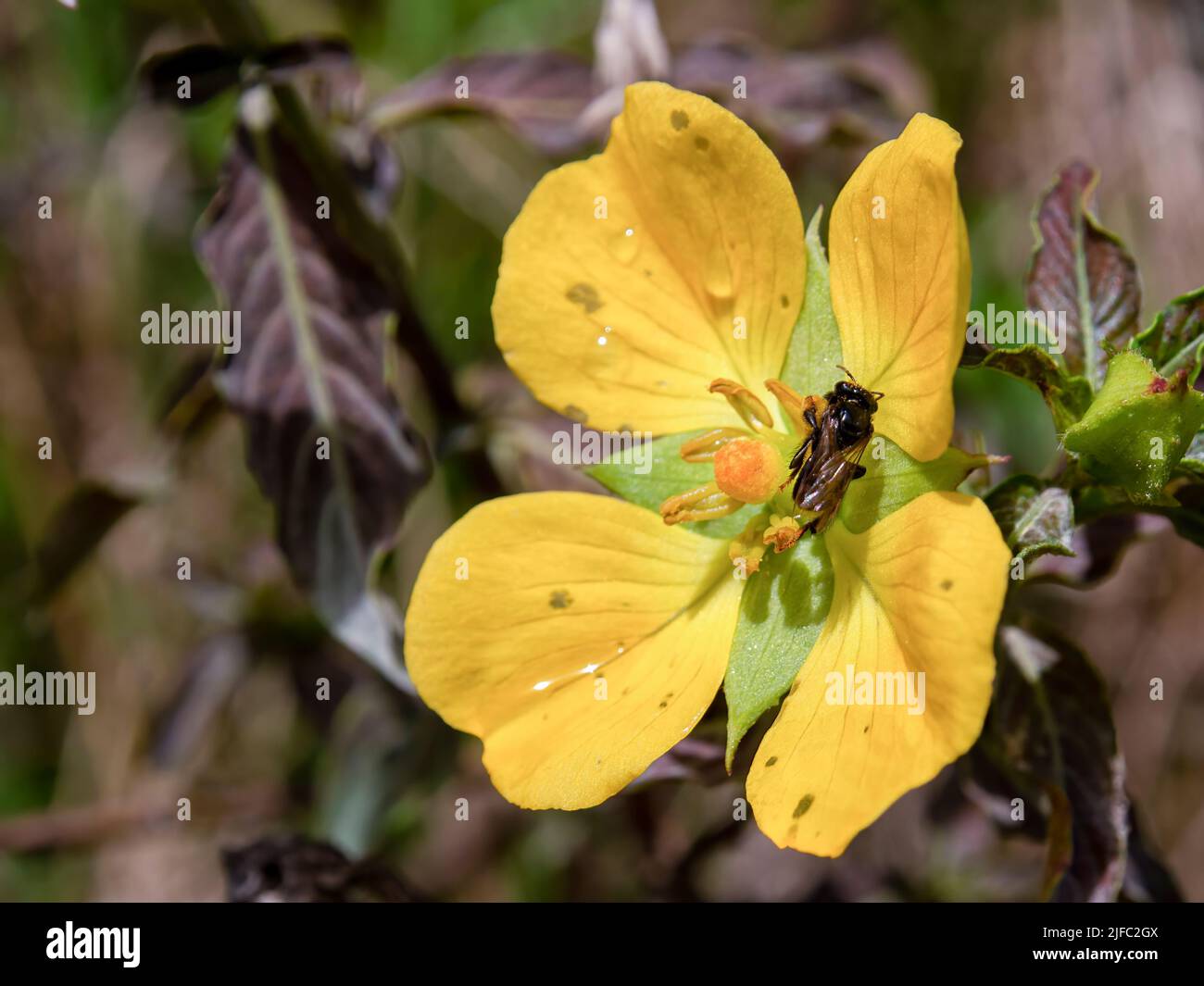 Macro photography of a yellow primrose-willow flower with some raindrops and a bee on it, captured in a field near the town of Arcabuco in central Col Stock Photo