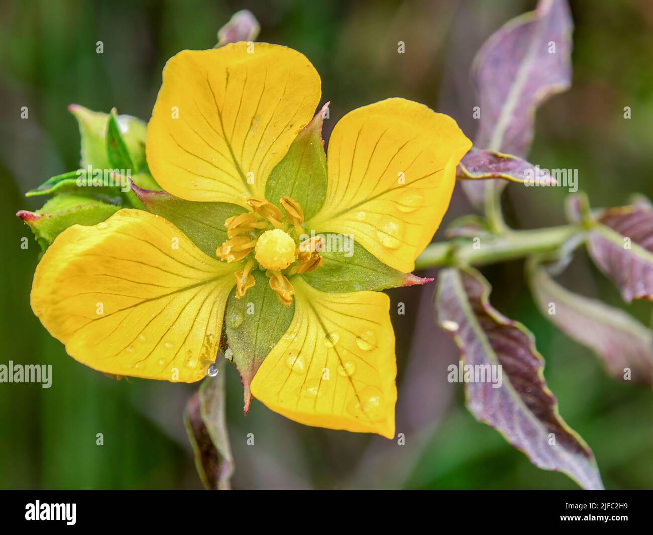 Macro photography of a yellow primrose-willow flower with some raindrops on it, captured in a field near the town of Arcabuco in central Colombia. Stock Photo