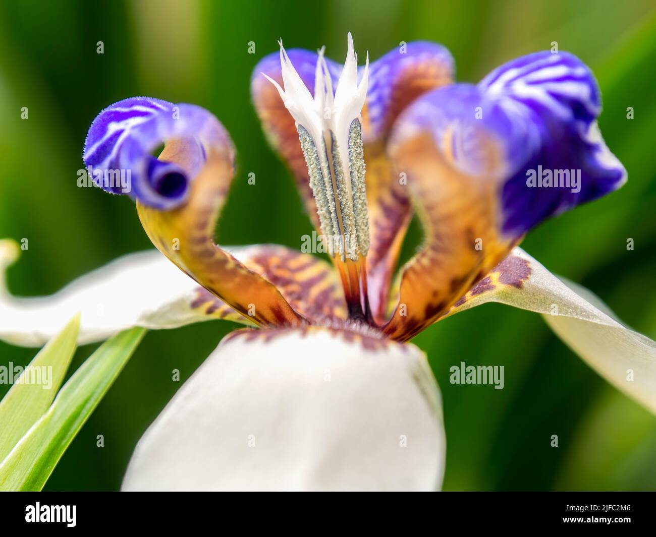 Macro photography of an exotic walking iris flower, captured at a garden near the colonial town of Villa de Leyva in central Colombia. Stock Photo