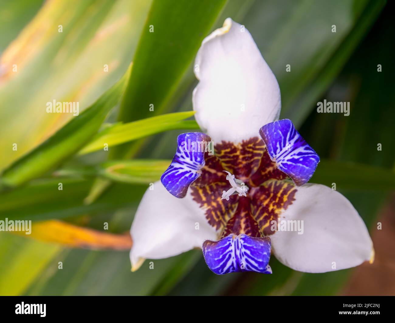 Close-up photography of an exotic walking iris flower, captured at a garden near the colonial town of Villa de Leyva in central Colombia. Stock Photo
