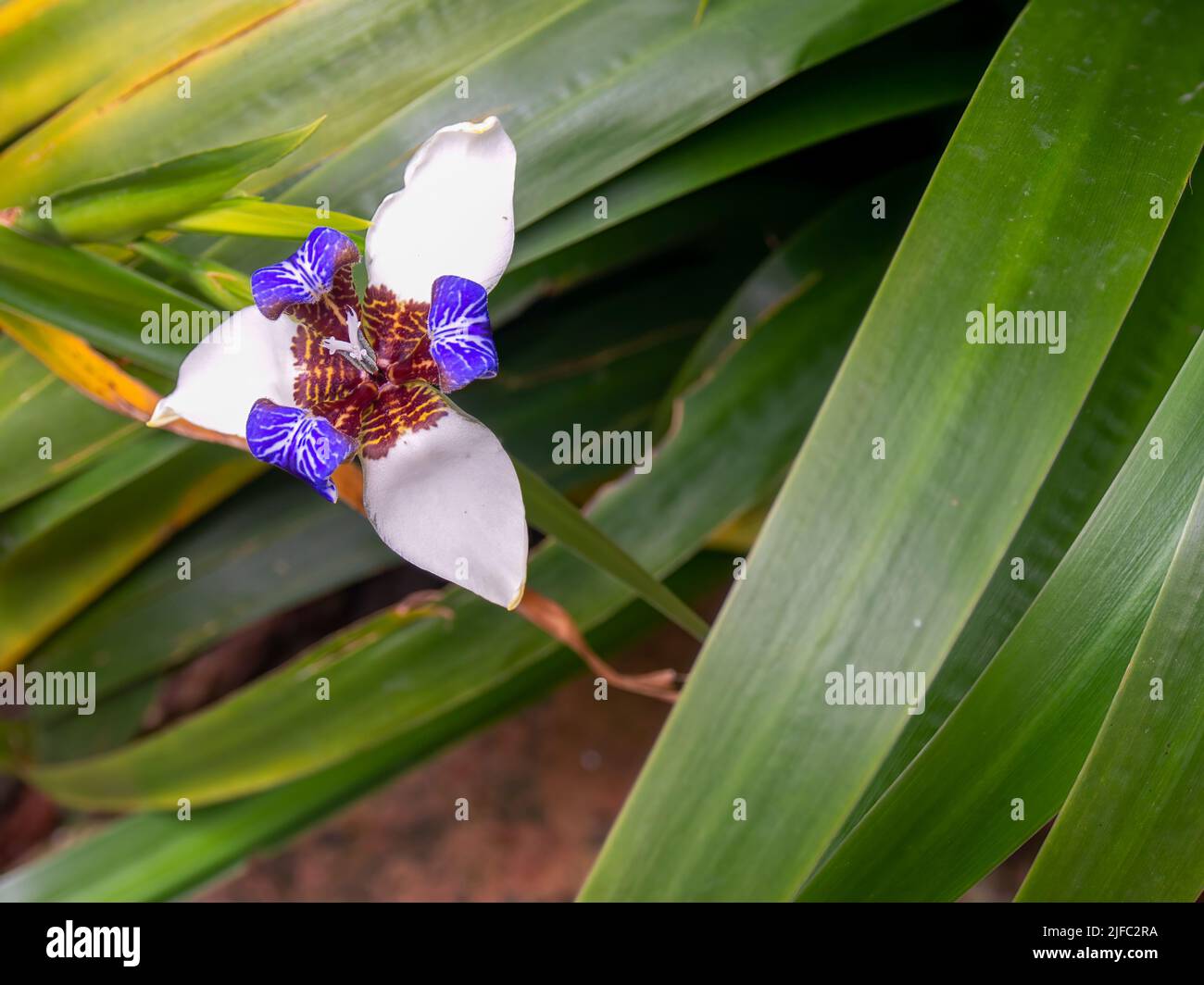 An exotic walking iris flower blooming amongst the leaves of the plant, captured at a garden near the colonial town of Villa de Leyva in central Colom Stock Photo